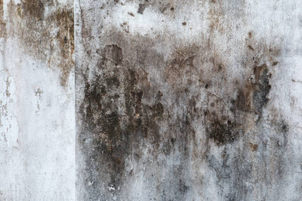 Best Industrial Mold Remediation  in Buellton, CA