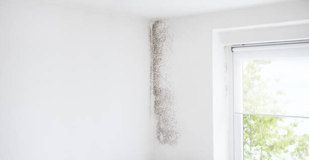  Buellton, CA Mold Removal Pros