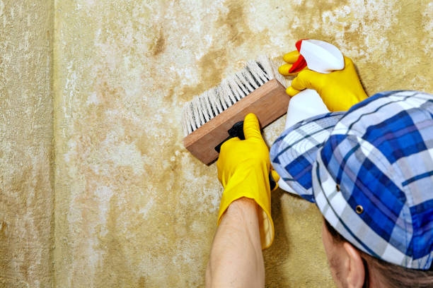 Best Mold Odor Removal Services  in Buellton, CA