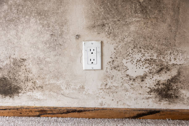 Best Residential Mold Inspection & Testing  in Buellton, CA