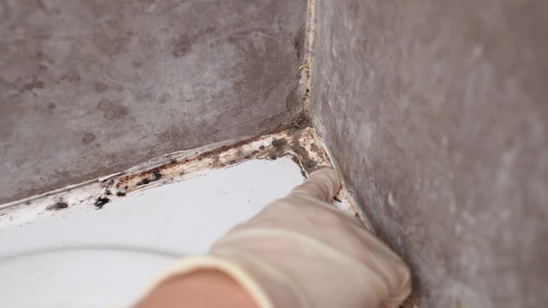 Best Mold Prevention Services  in Buellton, CA