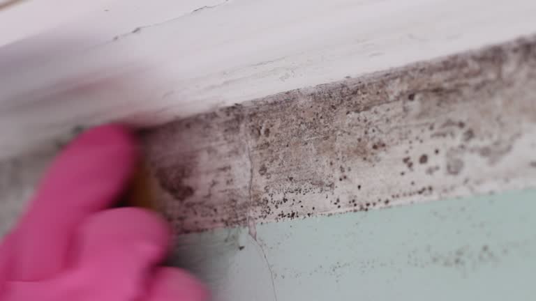 Professional Mold Removal in Buellton, CA